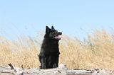 SCHIPPERKE 116